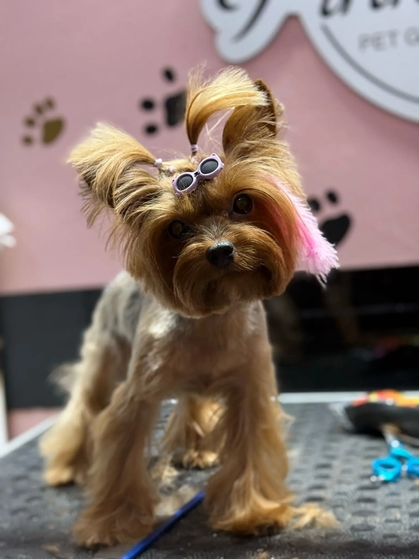 Köpek traşı sonrası