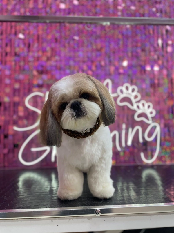 Köpek traşı sonrası