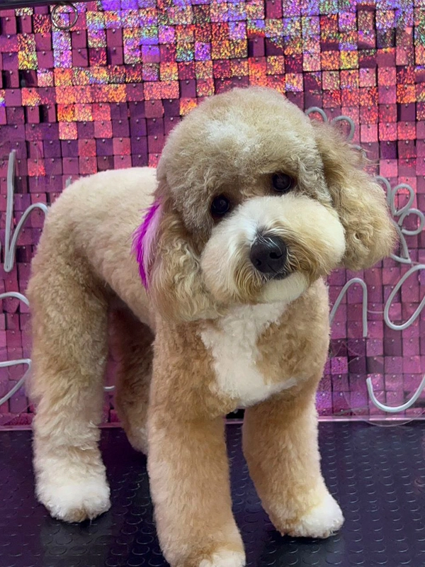 Köpek traşı sonrası