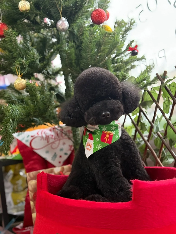 Köpek traşı sonrası