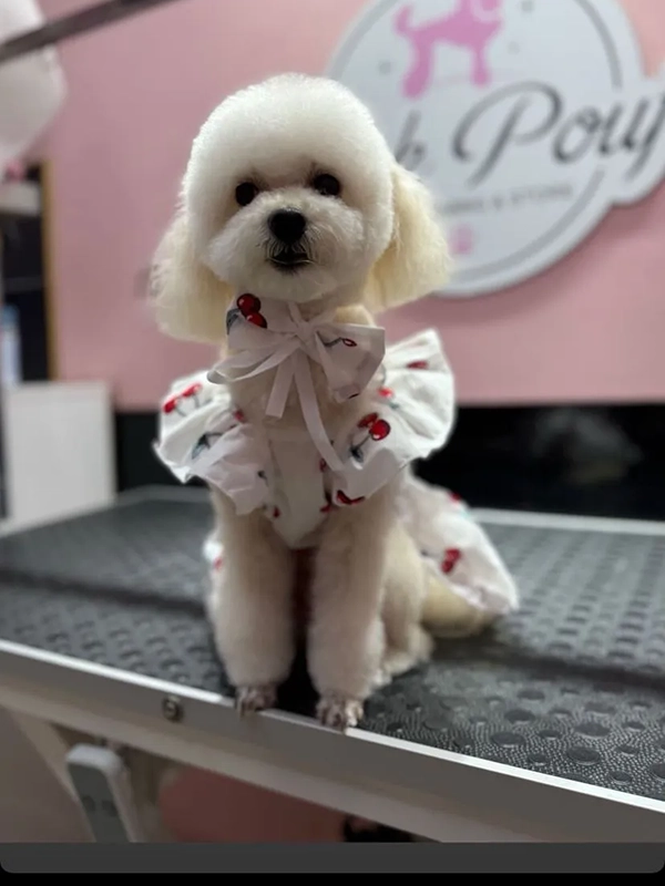 Köpek traşı sonrası