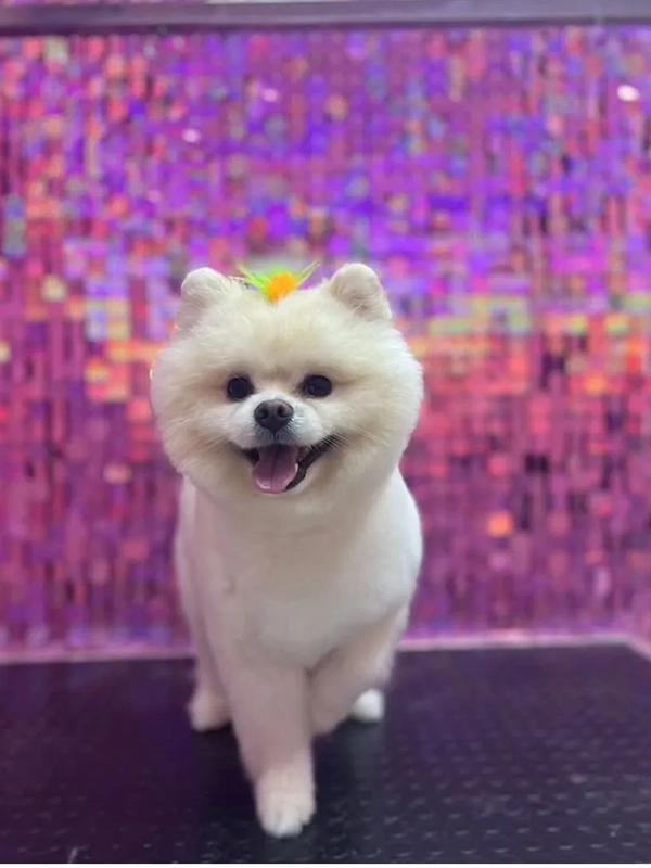 Köpek traşı sonrası