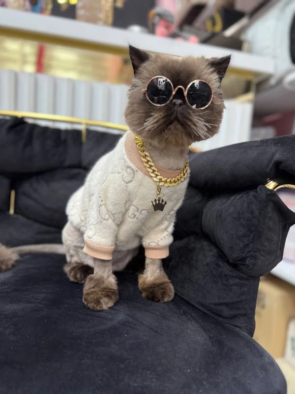 Köpek traşı sonrası