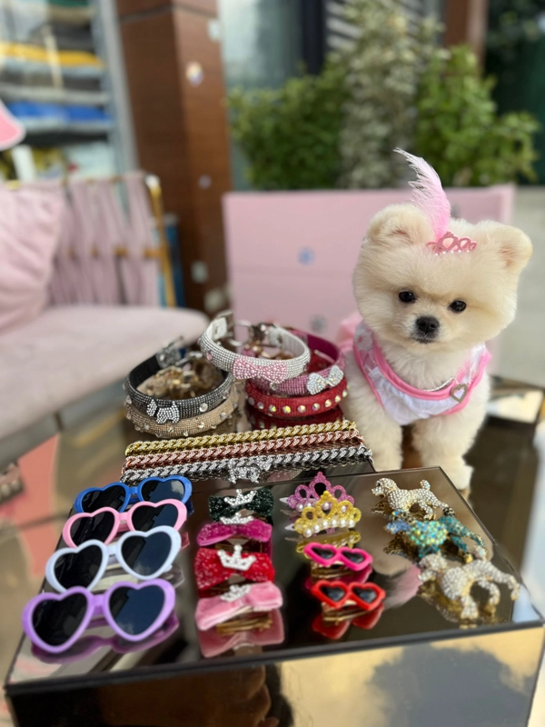 Köpek traşı sonrası