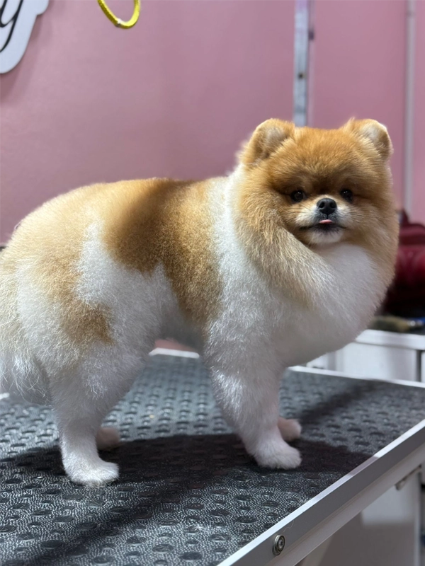 Köpek traşı sonrası